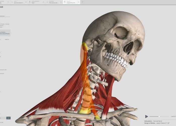 Complete Anatomy 11.5