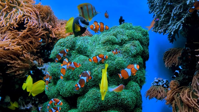 Virtual Coral Clownfish Tank 2026