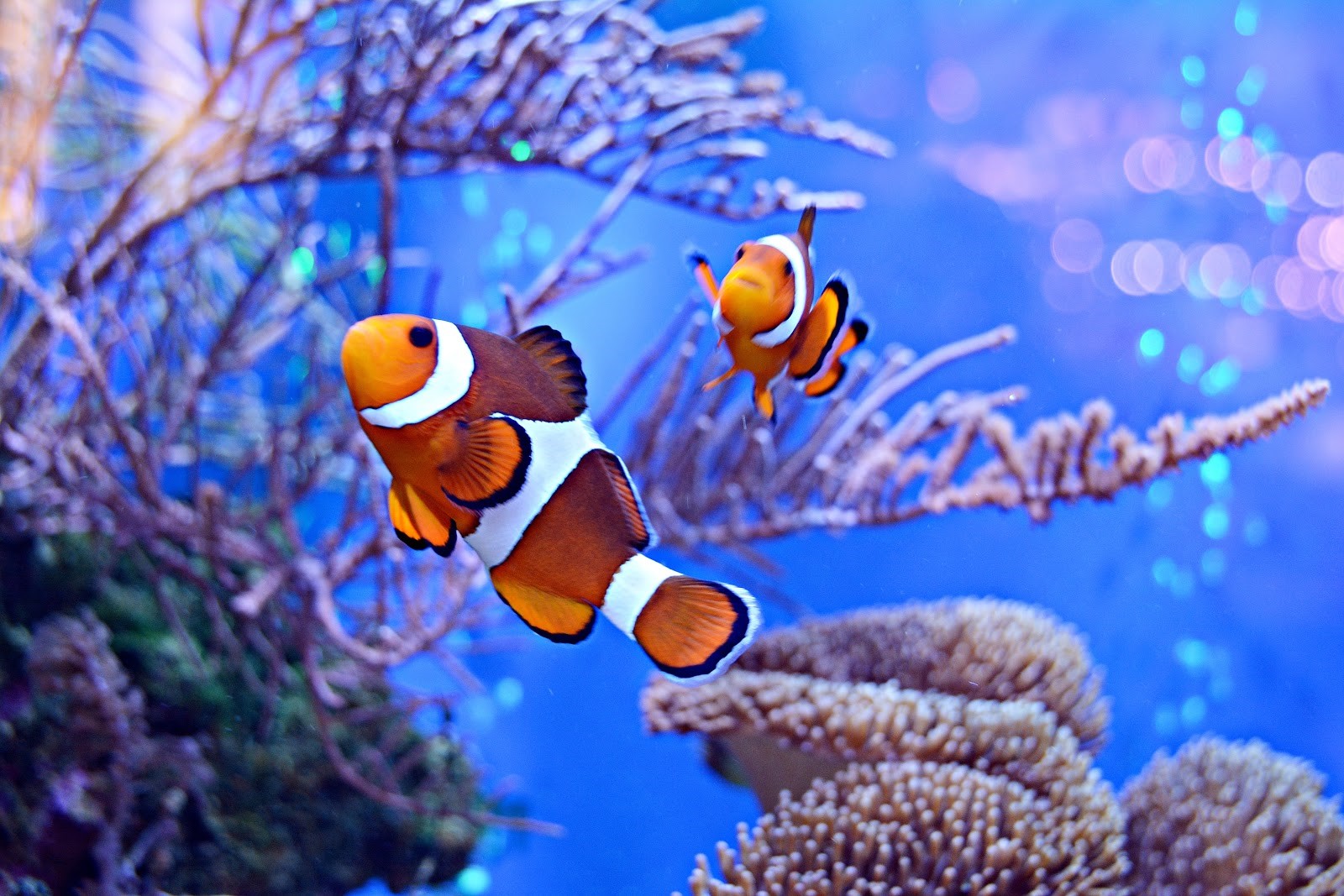 Virtual Coral Clownfish Tank 2026