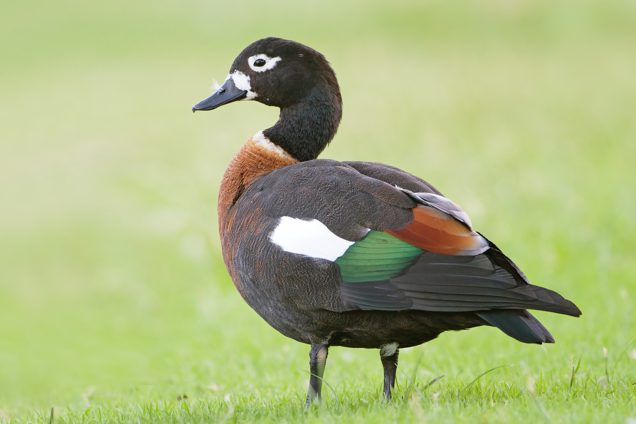 Mountain Duck 2026
